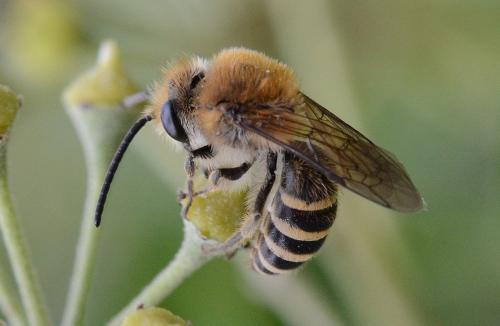 Colletes hederae